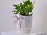 Jade Plant - KKOCH
