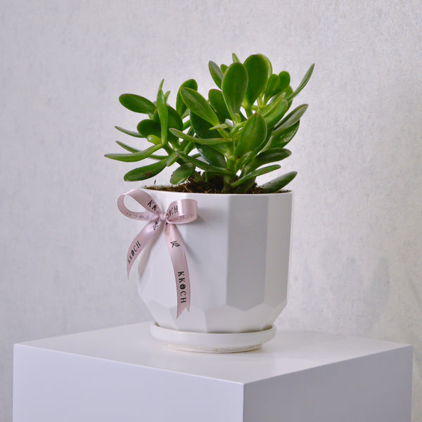 Jade Plant - KKOCH