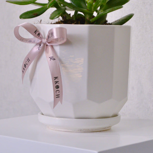 Jade Plant - KKOCH