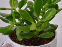 Jade Plant - KKOCH