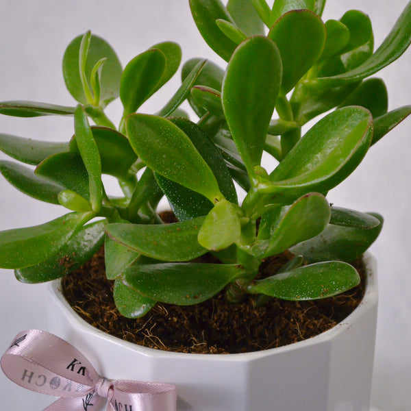 Jade Plant - KKOCH