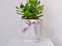 Jade Plant - KKOCH