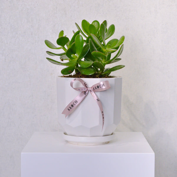 Jade Plant - KKOCH