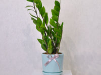 ZZ Plant - KKOCH