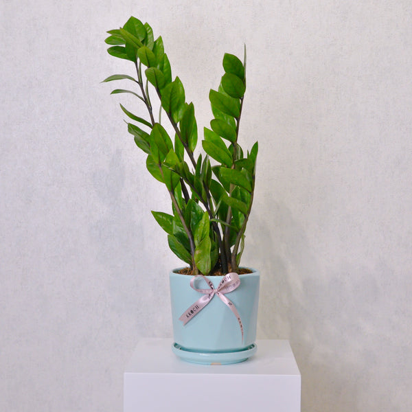 ZZ Plant - KKOCH