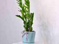 ZZ Plant - KKOCH