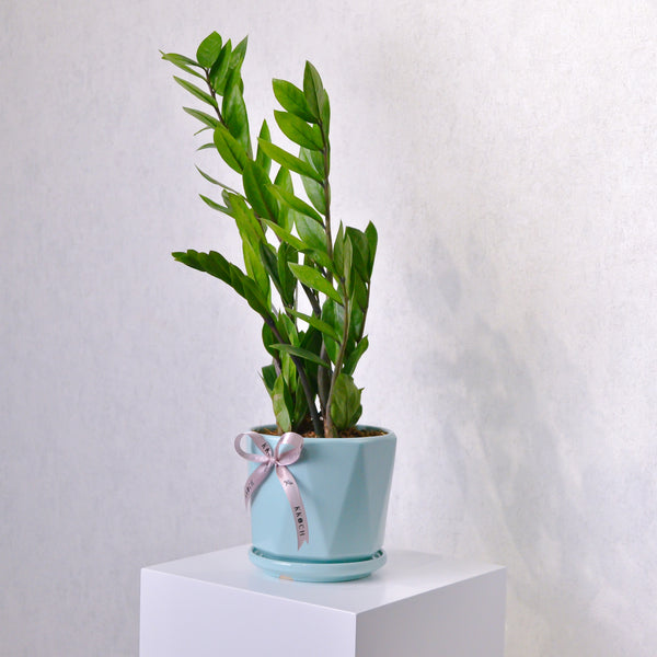 ZZ Plant - KKOCH