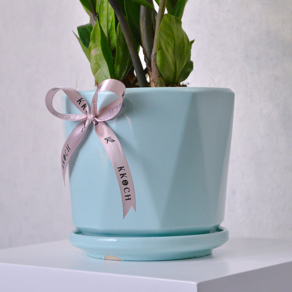 ZZ Plant - KKOCH