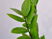 ZZ Plant - KKOCH