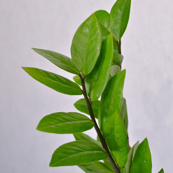 ZZ Plant - KKOCH