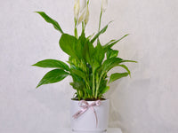 Peace Lily - KKOCH