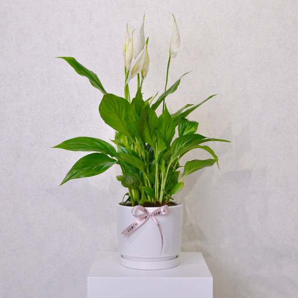 Peace Lily - KKOCH