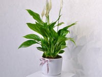 Peace Lily - KKOCH