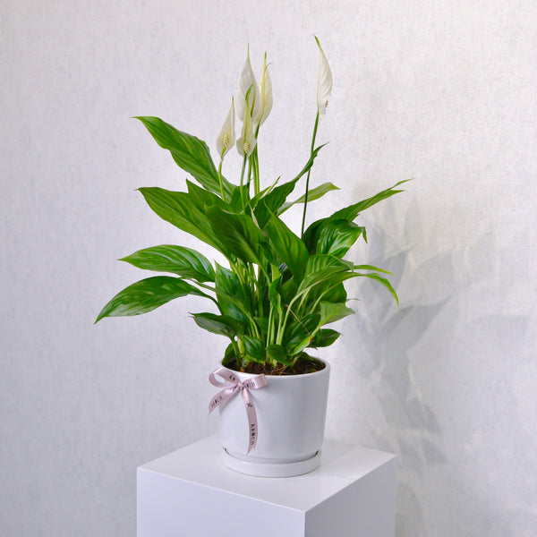 Peace Lily - KKOCH