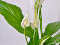 Peace Lily - KKOCH