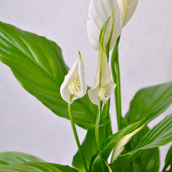 Peace Lily - KKOCH