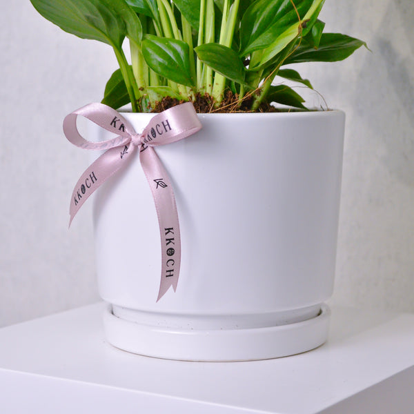 Peace Lily - KKOCH