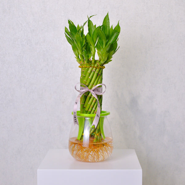 Spiral Bamboo - KKOCH