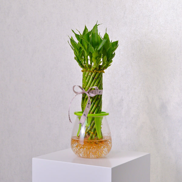 Spiral Bamboo - KKOCH