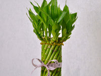 Spiral Bamboo - KKOCH