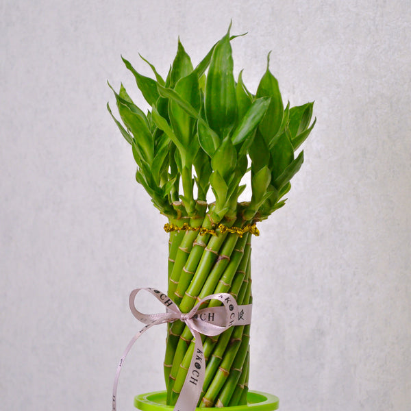 Spiral Bamboo - KKOCH