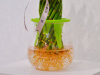 Spiral Bamboo - KKOCH
