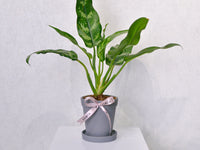 Chinese Evergreen | Small - KKOCH