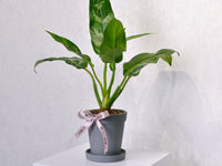Chinese Evergreen | Small - KKOCH