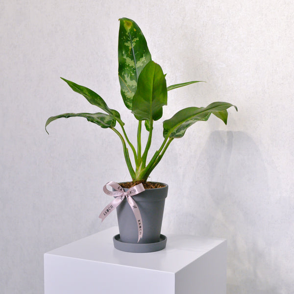 Chinese Evergreen | Small - KKOCH