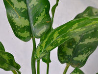 Chinese Evergreen | Small - KKOCH