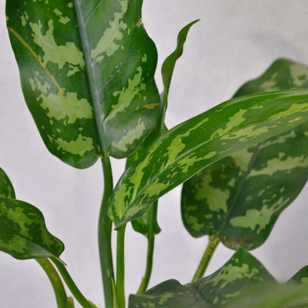 Chinese Evergreen | Small - KKOCH