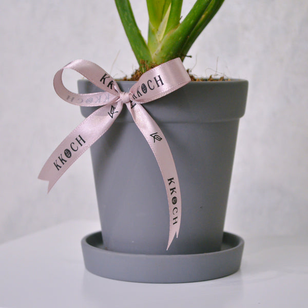 Chinese Evergreen | Small - KKOCH