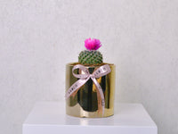 Desert Jewel | Cactus | Small - KKOCH