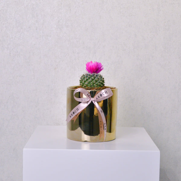 Desert Jewel | Cactus | Small - KKOCH