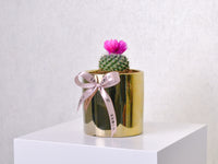 Desert Jewel | Cactus | Small - KKOCH