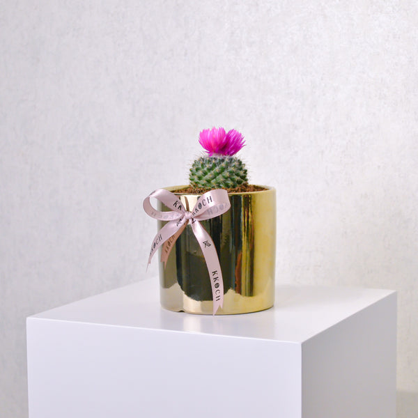 Desert Jewel | Cactus | Small - KKOCH