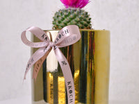 Desert Jewel | Cactus | Small - KKOCH