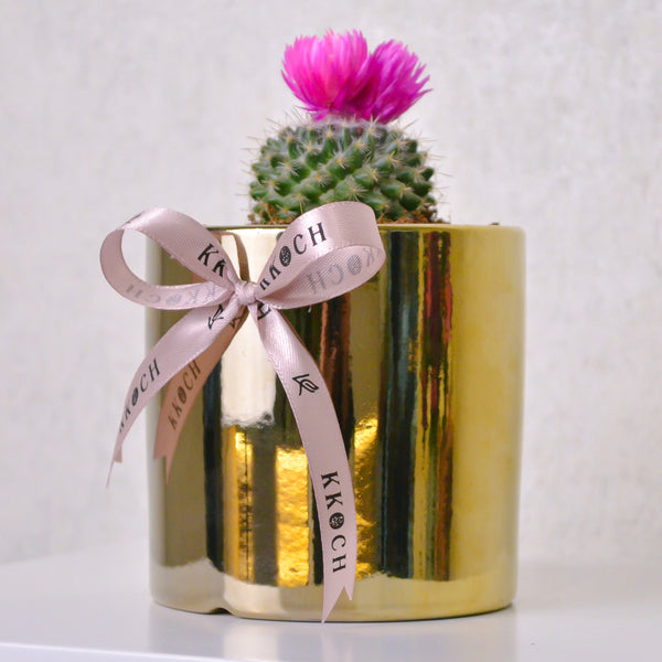 Desert Jewel | Cactus | Small - KKOCH
