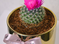 Desert Jewel | Cactus | Small - KKOCH