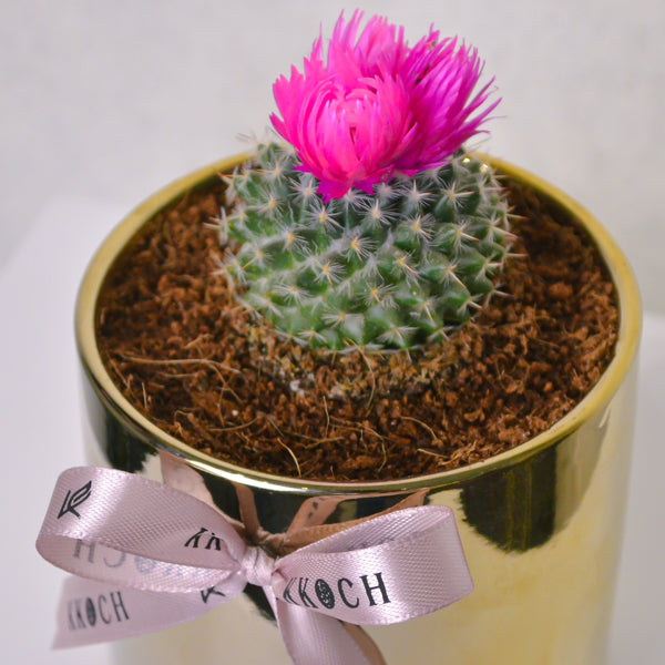 Desert Jewel | Cactus | Small - KKOCH