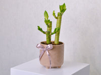 Lucky Bamboo - Small - KKOCH