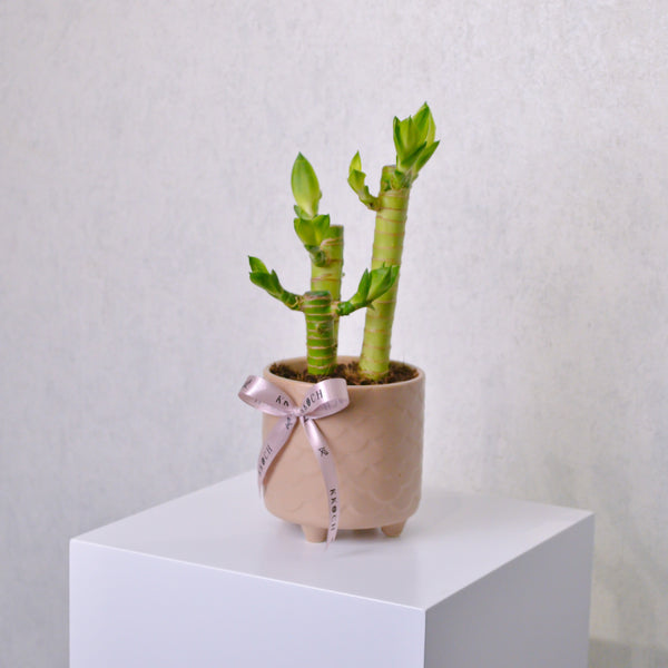 Lucky Bamboo - Small - KKOCH