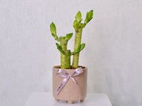 Lucky Bamboo - Small - KKOCH