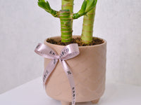 Lucky Bamboo - Small - KKOCH