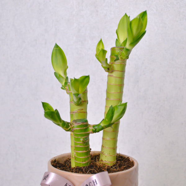 Lucky Bamboo - Small - KKOCH