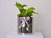 Snake Plant - Small - KKOCH
