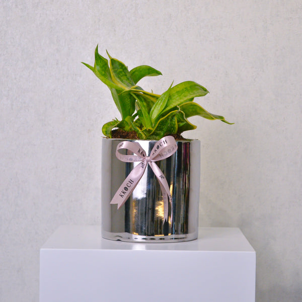 Snake Plant - Small - KKOCH