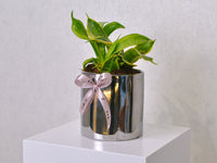 Snake Plant - Small - KKOCH