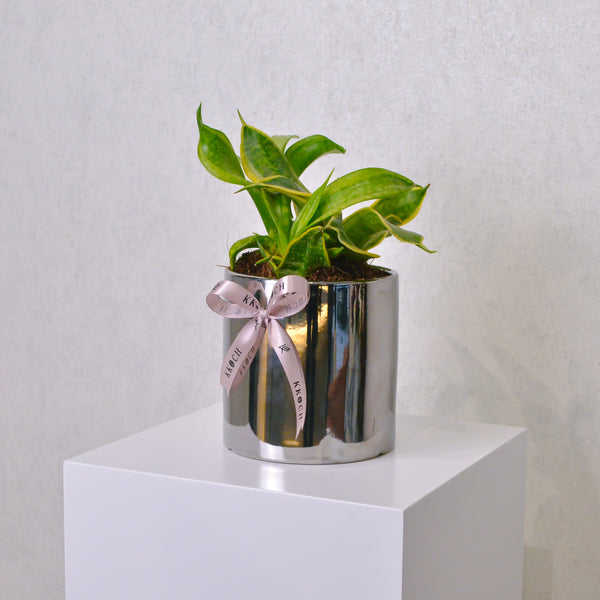 Snake Plant - Small - KKOCH
