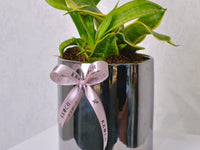 Snake Plant - Small - KKOCH